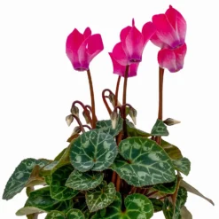 Alpenveilchen, Farben Zufällig, Mini, Topf-Ø 6 Cm, 12er-Set -Elho || LECHUZA Verkäufe 0664400085 Cyclamen Mini rosa T6 12er Set 2 2b 116242