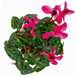 Alpenveilchen, Farben Zufällig, Mini, Topf-Ø 6 Cm, 12er-Set -Elho || LECHUZA Verkäufe 0664400085 Cyclamen Mini rosa T6 12er Set 5 2a 116244