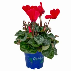 Alpenveilchen, Farben Zufällig, Mini, Topf-Ø 6 Cm, 12er-Set -Elho || LECHUZA Verkäufe 0664400085 Cyclamen Mini rot T6 12er Set 2 2a 116240