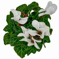 Alpenveilchen, Farben Zufällig, Mini, Topf-Ø 6 Cm, 12er-Set -Elho || LECHUZA Verkäufe 0664400085 Cyclamen Mini weiss T6 12er Set 1 2a 116235