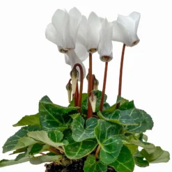 Alpenveilchen, Farben Zufällig, Mini, Topf-Ø 6 Cm, 12er-Set -Elho || LECHUZA Verkäufe 0664400085 Cyclamen Mini weiss T6 12er Set 2 2b 116233