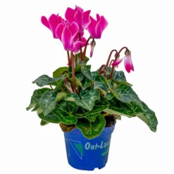 Alpenveilchen, Farben Zufällig, Mini, Topf-Ø 6 Cm, 12er-Set -Elho || LECHUZA Verkäufe 0664400085 Cyclamen Mini zweifarbig T6 12er Set 2 2a 116237