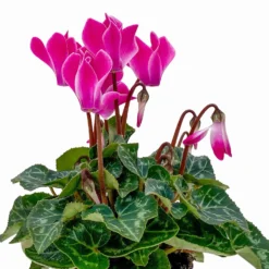 Alpenveilchen, Farben Zufällig, Mini, Topf-Ø 6 Cm, 12er-Set -Elho || LECHUZA Verkäufe 0664400085 Cyclamen Mini zweifarbig T6 12er Set 2 2b 116236