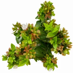 Abelie 'Little Lady', Mini, Topf-Ø 6 Cm, 12er-Set -Elho || LECHUZA Verkäufe 0664400087 Abelia grandiflora Little Lady T6 gruenlaubig 12er Set 7 2a 116213
