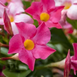 Dipladenie Rosa, Busch, Topf-Ø 13/14 Cm, 3er-Set -Elho || LECHUZA Verkäufe 0670110015 0670110022 0670110028 0670110053 0670110127 0670110133 0670110139 0670110163 0670110156 0670110211 0670110217 Dipladenia Busch rosa 76808