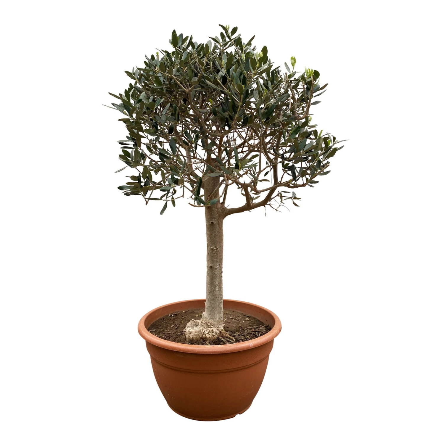 Olivenbaum 'Bonsai', Stämmchen, Topf-Ø 40 Cm 1 Olivenbaum 'Bonsai', Stämmchen, Topf-Ø 40 Cm