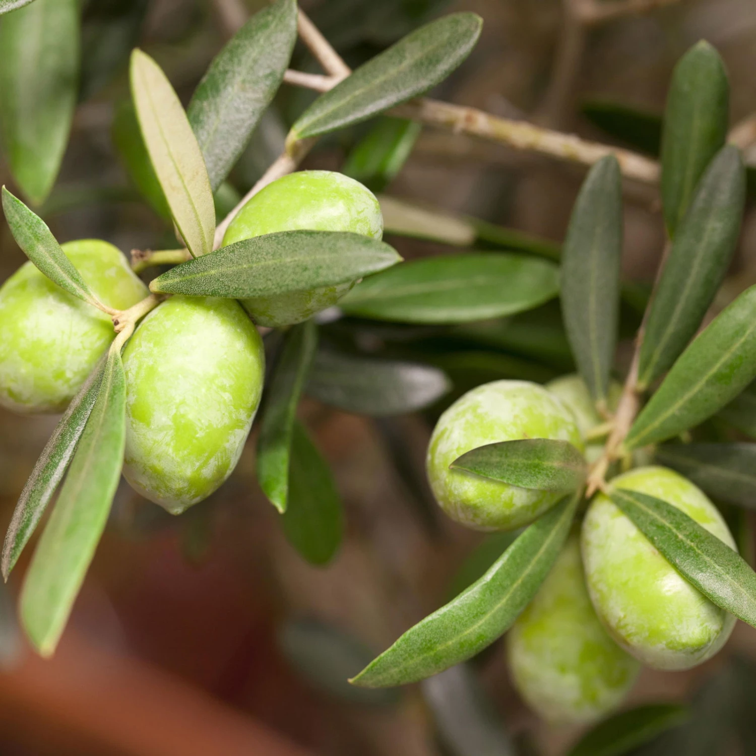 Olivenbaum 'Bonsai', Stämmchen, Topf-Ø 40 Cm 2 Olivenbaum 'Bonsai', Stämmchen, Topf-Ø 40 Cm – Bild 2