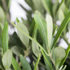 Olivenbaum 'Bonsai', Stämmchen, Topf-Ø 40 Cm 7 Olivenbaum 'Bonsai', Stämmchen, Topf-Ø 40 Cm -Elho || LECHUZA Verkäufe 0680200048 0680200051 0680200054 0680200057 0680200061 0680200075 Koelle Olea europaea Busch 76777 2