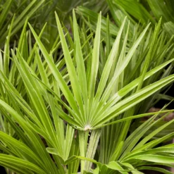 Chamaerops Humilis, Topf-Ø 28 Cm, Höhe Ca. 80 Cm