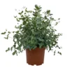 Eukalyptus, Busch, Topf-Ø 19 Cm, Höhe Ca. 45 Cm