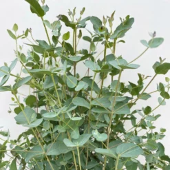 Eukalyptus, Busch, Topf-Ø 19 Cm, Höhe Ca. 45 Cm -Elho || LECHUZA Verkäufe 0680400016 Eucalyptus gunnii Busch T19 3 106636