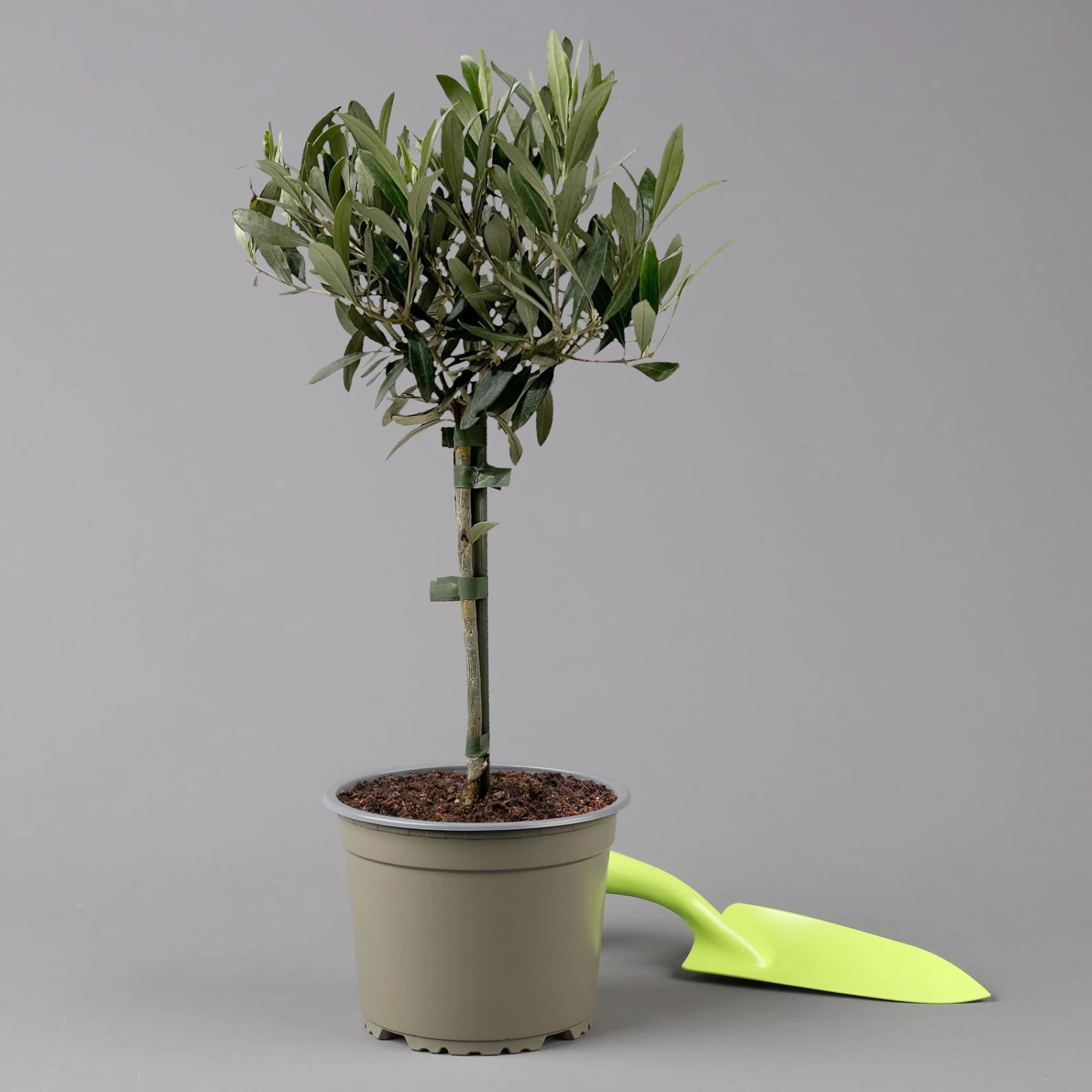 Olivenbaum, Stämmchen, Topf-Ø 15/16 Cm, Höhe Ca. 40 Cm 1 Olivenbaum, Stämmchen, Topf-Ø 15/16 Cm, Höhe Ca. 40 Cm