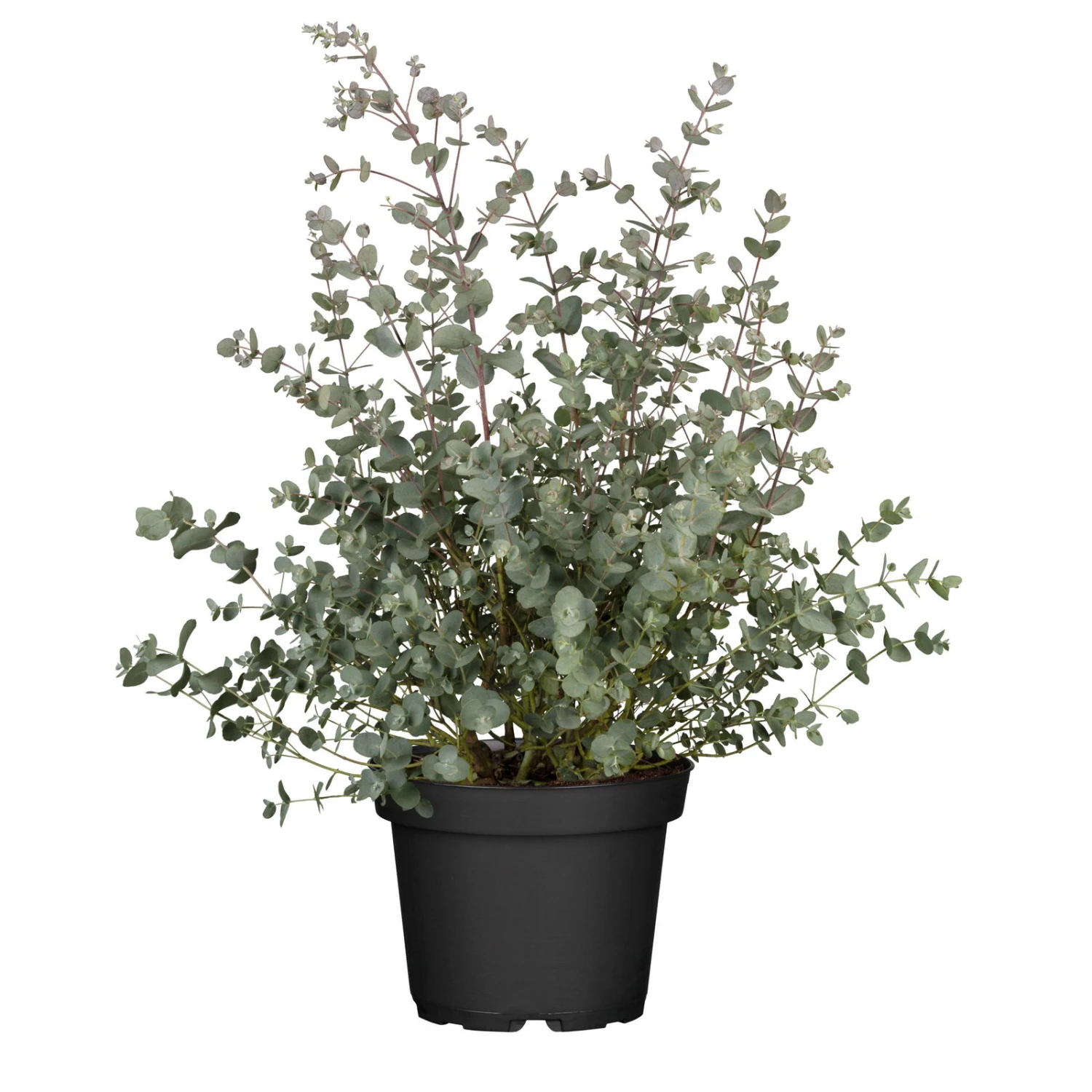 Eukalyptus, Busch, Topf-Ø 17 Cm 1 Eukalyptus, Busch, Topf-Ø 17 Cm