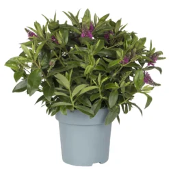 Hebe Lila, Topf-Ø 15 Cm, 3er-Set -Elho || LECHUZA Verkäufe 0690100125 koelle hebe t15 magenta nikka 1 68834