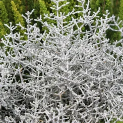 Calocephalus & Mühlenbeckie, Topf-Ø 23 Cm 12 Calocephalus & Mühlenbeckie, Topf-Ø 23 Cm -Elho || LECHUZA Verkäufe 0690100135 Calocephalus brownii 12 13cm Topf 01 43993