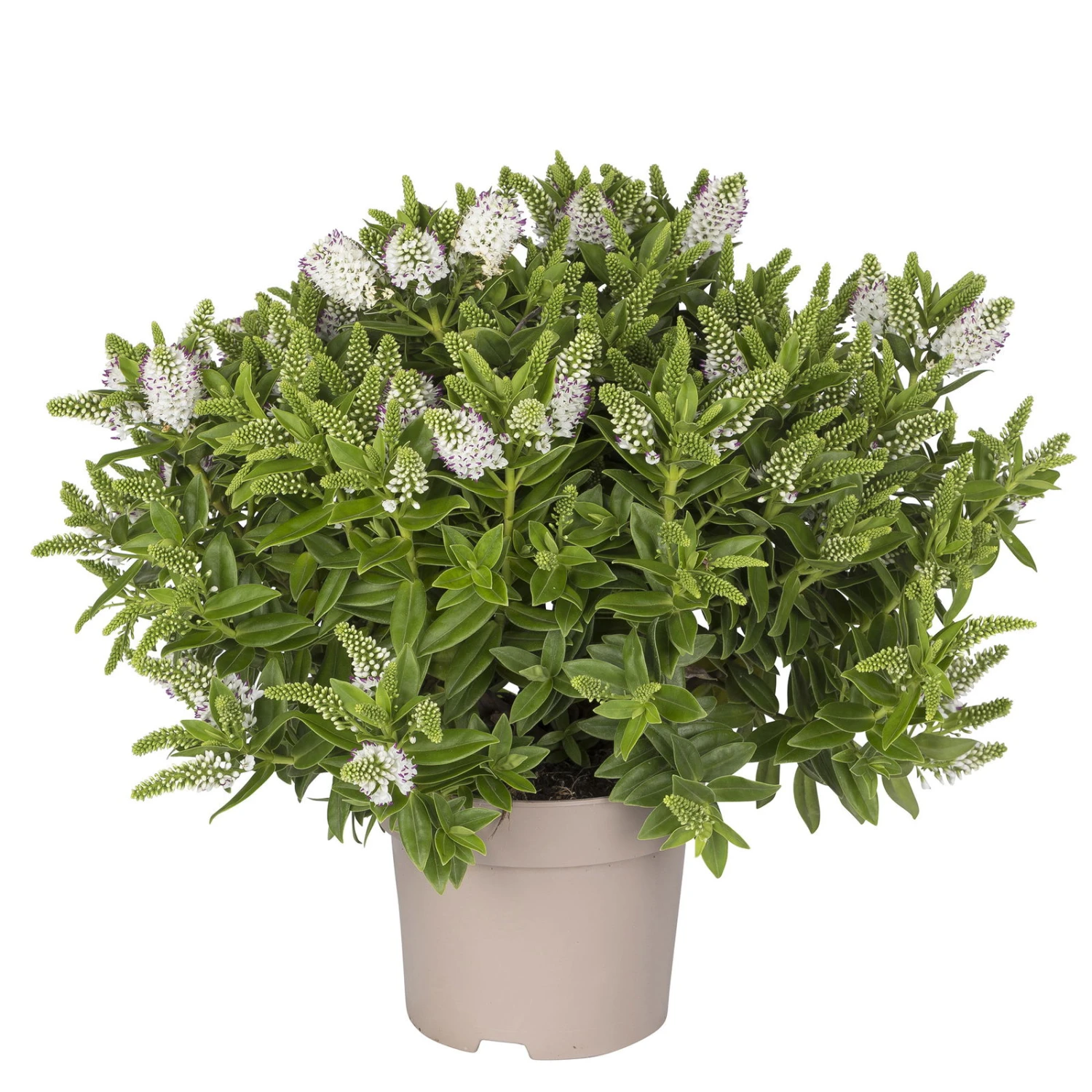 Hebe Weiß, Topf-Ø 15 Cm, 3er-Set 1 Hebe Weiß, Topf-Ø 15 Cm, 3er-Set