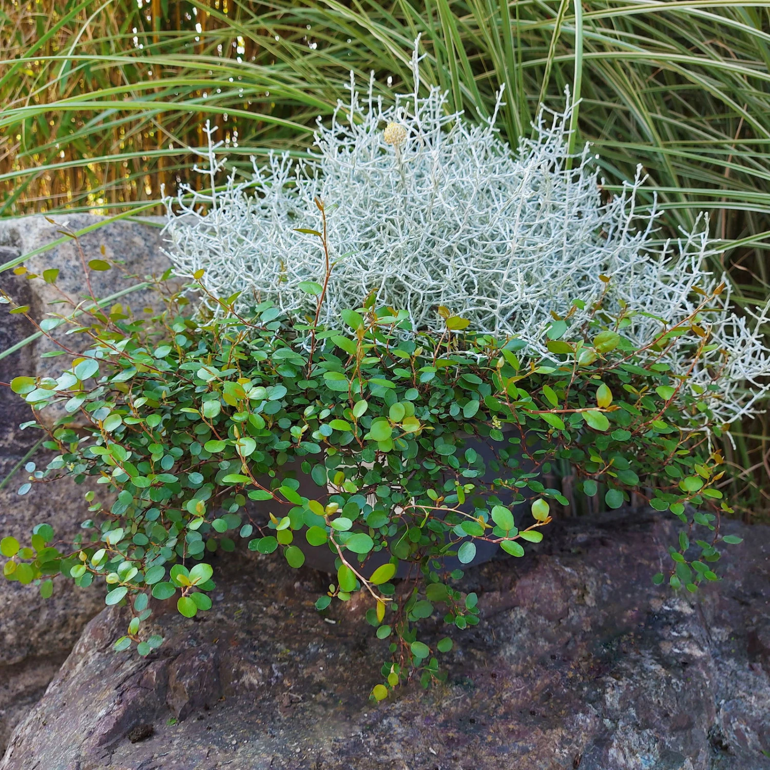 Calocephalus & Mühlenbeckie, Topf-Ø 23 Cm 3 Calocephalus & Mühlenbeckie, Topf-Ø 23 Cm – Bild 3
