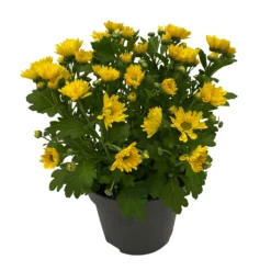 Chrysanthemen 'Swifty', Farben Zufällig, Topf-Ø 12 Cm, 6er-Set -Elho || LECHUZA Verkäufe 0690110158 Chrysanthemum indicum Swifty T12 gelb 6er Set WS 2 95629