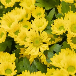 Chrysanthemen 'Swifty', Farben Zufällig, Topf-Ø 12 Cm, 6er-Set -Elho || LECHUZA Verkäufe 0690110158 Chrysanthemum indicum gelb Swifty 6er Set 2 79193