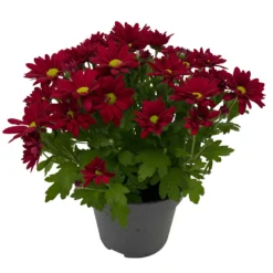 Chrysanthemen 'Swifty', Farben Zufällig, Topf-Ø 12 Cm, 6er-Set -Elho || LECHUZA Verkäufe 0690110160 Chrysanthemum indicum Swifty T12 rot 6er Set WS 3 95635
