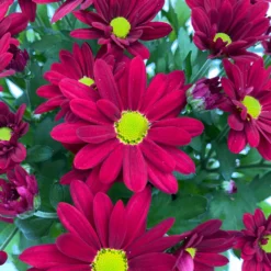 Chrysanthemen 'Swifty', Farben Zufällig, Topf-Ø 12 Cm, 6er-Set -Elho || LECHUZA Verkäufe 0690110160 Chrysanthemum indicum Swifty T12 rot 6er Set WS 4 95582