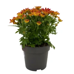 Chrysanthemen 'Swifty', Farben Zufällig, Topf-Ø 12 Cm, 6er-Set -Elho || LECHUZA Verkäufe 0690110161 Chrysanthemum indicum Swifty T12 orange bicolor 6er Set WS 1 95636 1