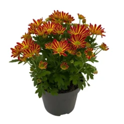Chrysanthemen 'Swifty', Farben Zufällig, Topf-Ø 12 Cm, 6er-Set -Elho || LECHUZA Verkäufe 0690110161 Chrysanthemum indicum Swifty T12 orange bicolor 6er Set WS 2 95637 1