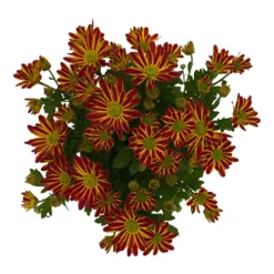 Chrysanthemen 'Swifty', Orange, Topf-Ø 12 Cm, 6er-Set -Elho || LECHUZA Verkäufe 0690110161 Chrysanthemum indicum Swifty T12 orange bicolor 6er Set WS 3 95638