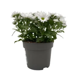 Chrysanthemen 'Swifty', Farben Zufällig, Topf-Ø 12 Cm, 6er-Set -Elho || LECHUZA Verkäufe 0690110162 Chrysanthemum indicum Swifty T12 weiss 6er Set WS 2 95639