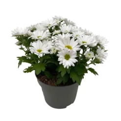Chrysanthemen 'Swifty', Farben Zufällig, Topf-Ø 12 Cm, 6er-Set -Elho || LECHUZA Verkäufe 0690110162 Chrysanthemum indicum Swifty T12 weiss 6er Set WS 3 95640