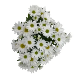 Chrysanthemen 'Swifty', Farben Zufällig, Topf-Ø 12 Cm, 6er-Set -Elho || LECHUZA Verkäufe 0690110162 Chrysanthemum indicum Swifty T12 weiss 6er Set WS 4 95641