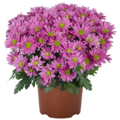 Chrysanthemen 'Swifty', Farben Zufällig, Topf-Ø 12 Cm, 6er-Set -Elho || LECHUZA Verkäufe 0690110163 Chrysanthemum indicum Swifty T12 rosa 6er Set 1 95349