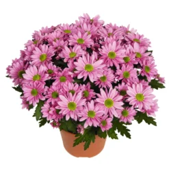 Chrysanthemen 'Swifty', Farben Zufällig, Topf-Ø 12 Cm, 6er-Set -Elho || LECHUZA Verkäufe 0690110163 Chrysanthemum indicum Swifty T12 rosa 6er Set 1 95347