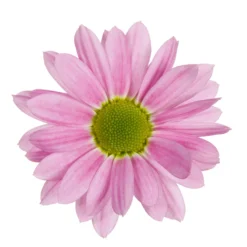 Chrysanthemen 'Swifty', Farben Zufällig, Topf-Ø 12 Cm, 6er-Set -Elho || LECHUZA Verkäufe 0690110163 Chrysanthemum indicum Swifty T12 rosa 6er Set 3 95348