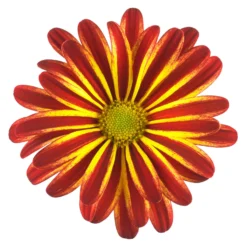 Chrysanthemen 'Rainbow Circus' Rot-gelb Gestreift Topf-Ø 14 Cm, 4er-Set -Elho || LECHUZA Verkäufe 0690110190 Chrysanthemum Rainbow Circus image001 79350