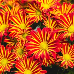Chrysanthemen 'Rainbow Circus' Rot-gelb Gestreift Topf-Ø 14 Cm, 4er-Set