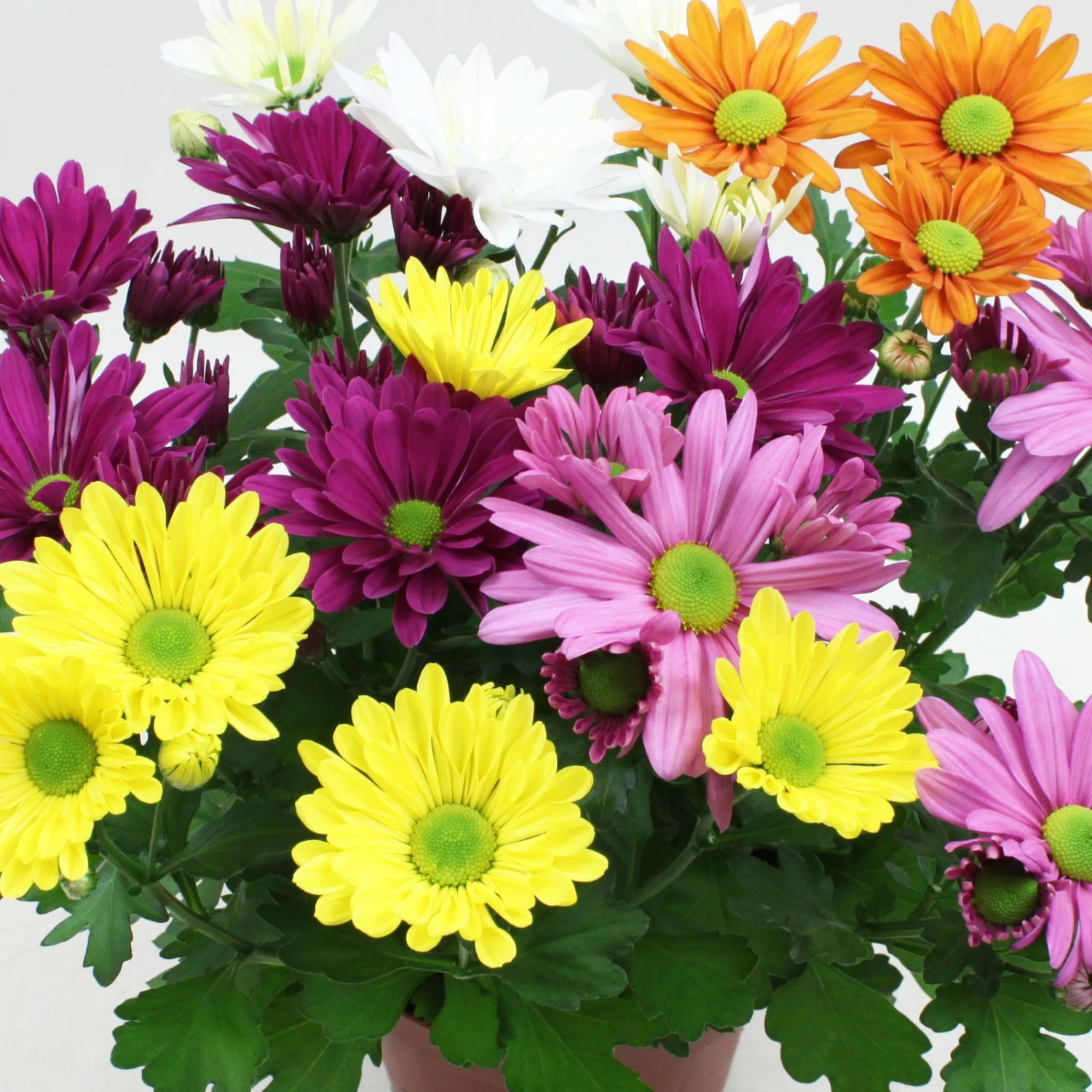 Chrysanthemen 'Quintett' Bunt, Topf-Ø 14 Cm, 4er-Set 2 Chrysanthemen 'Quintett' Bunt, Topf-Ø 14 Cm, 4er-Set – Bild 2