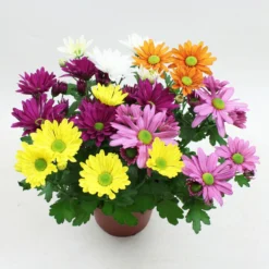 Chrysanthemen 'Quintett' Bunt, Topf-Ø 14 Cm, 4er-Set