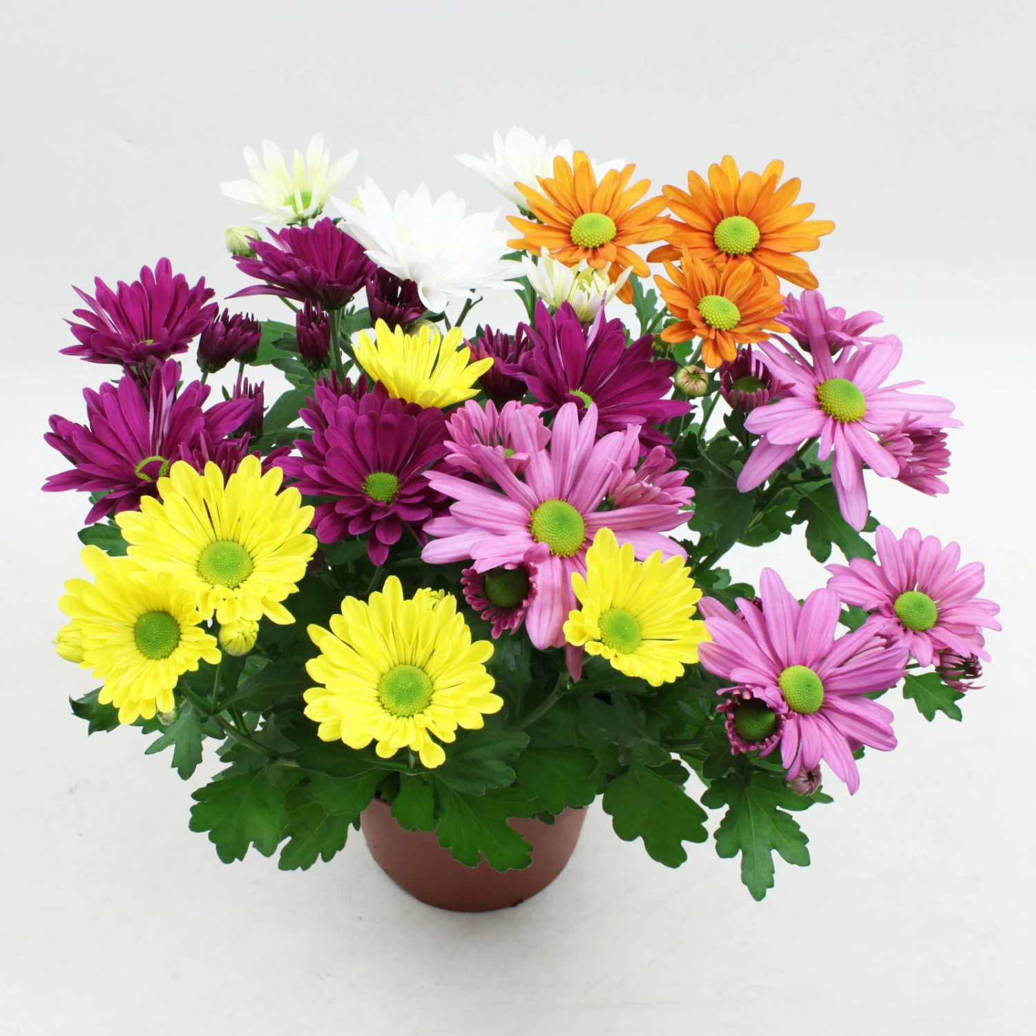 Chrysanthemen 'Quintett' Bunt, Topf-Ø 14 Cm, 4er-Set 1 Chrysanthemen 'Quintett' Bunt, Topf-Ø 14 Cm, 4er-Set