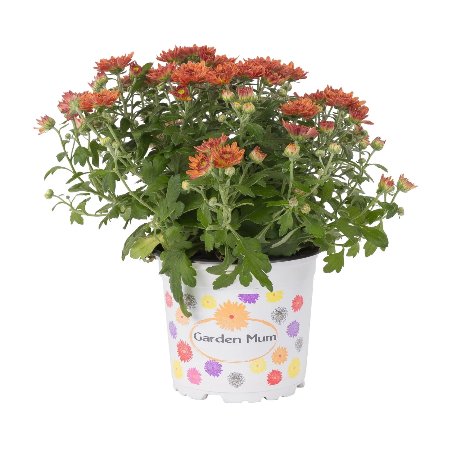 Chrysanthemen, Bronze, Topf-Ø 12 Cm, 6er-Set 1 Chrysanthemen, Bronze, Topf-Ø 12 Cm, 6er-Set