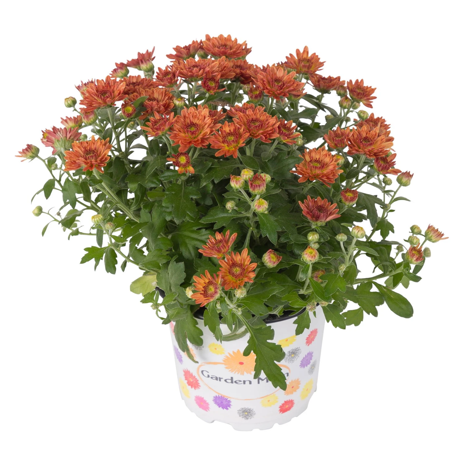 Chrysanthemen, Bronze, Topf-Ø 12 Cm, 6er-Set 2 Chrysanthemen, Bronze, Topf-Ø 12 Cm, 6er-Set – Bild 2