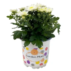 Chrysanthemen Weiß, Topf-Ø 10,5 Cm, 8er-Set