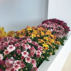 Chrysanthemen 'Amarena Orange', Gelb-bronze, Topf-Ø 14 Cm, 4er-Set -Elho || LECHUZA Verkäufe 0690130142 0690130143 0690130144 Chrysanthemum multiflora 4er Set 80300