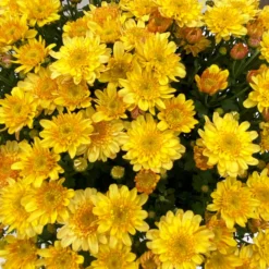 Chrysanthemen 'Amarena Orange', Gelb-bronze, Topf-Ø 14 Cm, 4er-Set -Elho || LECHUZA Verkäufe 0690130143 Chrysanthemum multiflora bronze Amarena Orange 4er Set 9 112709