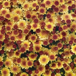 Chrysanthemen 'Amarena Orange', Gelb-bronze, Topf-Ø 14 Cm, 4er-Set -Elho || LECHUZA Verkäufe 0690130143 Chrysanthemum multiflora bronze Amarena Orange 4er Set 2 80303