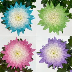 Chrysantheme 'Zembla Make-Upz® Uno Mix, Farben Zufällig, Topf-Ø 13 Cm, 3er-Set