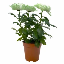 Chrysantheme 'Zembla Make-Upz® Uno Mix, Farben Zufällig, Topf-Ø 13 Cm, 3er-Set -Elho || LECHUZA Verkäufe 0690140089 Chrysanthemum Zembla T13 Next White Make Upz UnoMix gruen 3er Set 1 115280