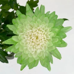Chrysantheme 'Zembla Make-Upz® Uno Mix, Farben Zufällig, Topf-Ø 13 Cm, 3er-Set -Elho || LECHUZA Verkäufe 0690140089 Chrysanthemum Zembla T13 Next White Make Upz UnoMix gruen 3er Set 7 .JPG 115110