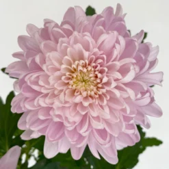 Chrysantheme 'Chrysanne® Zembla Next Pink' Rosa, Großbl., Topf-Ø 13cm, 6er-Set -Elho || LECHUZA Verkäufe 0690140100 0690140101 Chrysanthemum Zembla T13 rosa Next Pink 6 115116