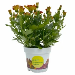 Chrysanthemen 'Rainbow Circus' Rot-gelb Gestreift Topf-Ø 14 Cm, 4er-Set -Elho || LECHUZA Verkäufe 0690150169 Chrysanthemum indicum T14 Rainbow Circus orange gelb 4er Set 1 114115